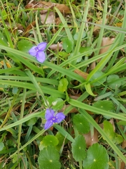 Tradescantia