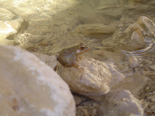 Sahara Frog