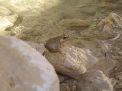 Pelophylax saharicus