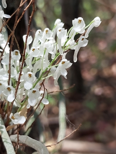 Microcoelia perrieri
