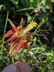 Aquilegia eximia