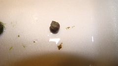 Littorina saxatilis