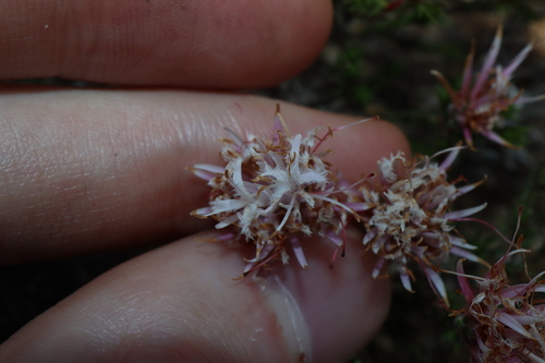 Image of Rice Flower (Andersonia aristata) by (c) Thomas Mesaglio, some rights reserved (CC BY)