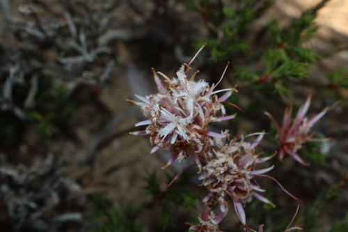 rice flower (Andersonia aristata)