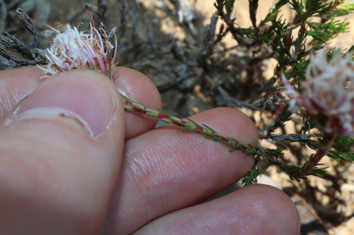 Image of Andersonia aristata by (c) Thomas Mesaglio, some rights reserved (CC BY)