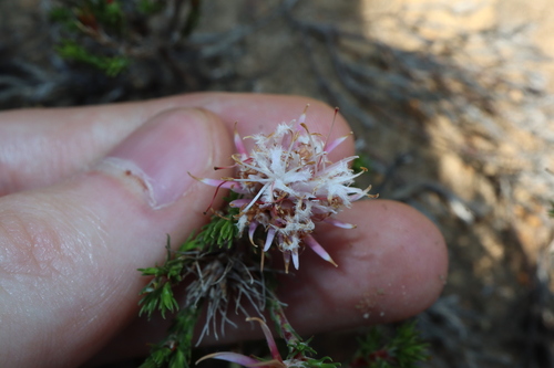 Image of Andersonia aristata by (c) Thomas Mesaglio, some rights reserved (CC BY)