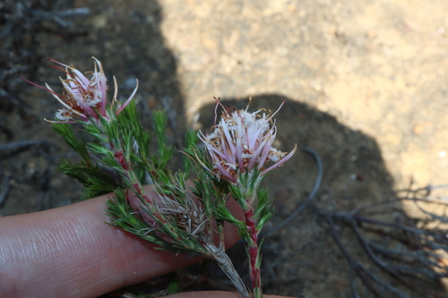 Image of Rice Flower (Andersonia aristata) by (c) Thomas Mesaglio, some rights reserved (CC BY)
