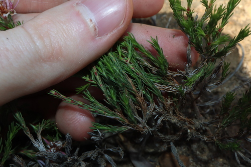 Image of Andersonia aristata by (c) Thomas Mesaglio, some rights reserved (CC BY)