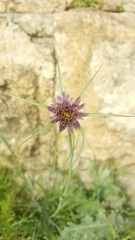 Tragopogon