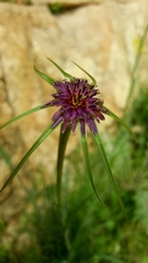 Tragopogon