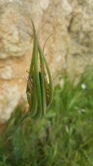Tragopogon