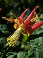 Aquilegia eximia