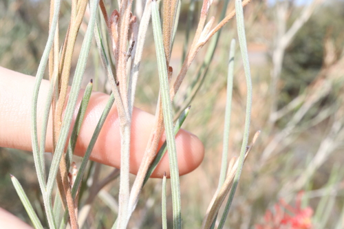 Image of Grevillea cagiana by (c) Thomas Mesaglio, some rights reserved (CC BY)