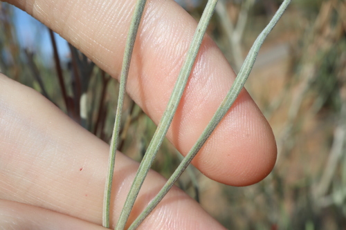 Image of Grevillea cagiana by (c) Thomas Mesaglio, some rights reserved (CC BY)