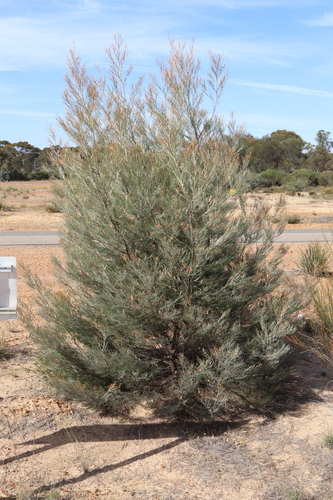 Image of Grevillea cagiana by (c) Thomas Mesaglio, some rights reserved (CC BY)