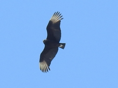 Coragyps atratus