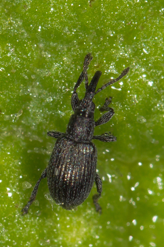 Diplan Insect Genus Diplapion · iNaturalist
