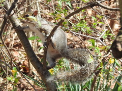 Sciurus carolinensis