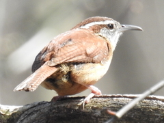 Thryothorus ludovicianus