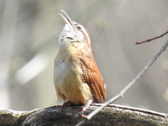 Thryothorus ludovicianus