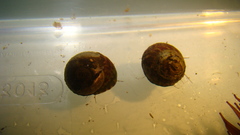 Steromphala umbilicalis