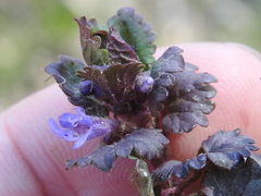 Glechoma hederacea