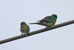 Psephotus haematonotus