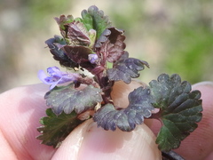 Glechoma hederacea