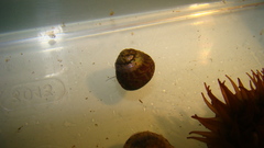 Steromphala umbilicalis