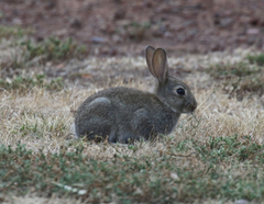 Oryctolagus cuniculus