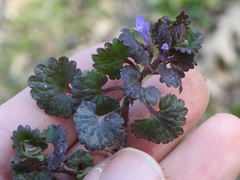 Glechoma hederacea