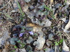 Glechoma hederacea