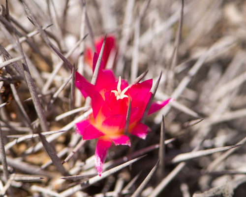 Eriosyce vallenarensis