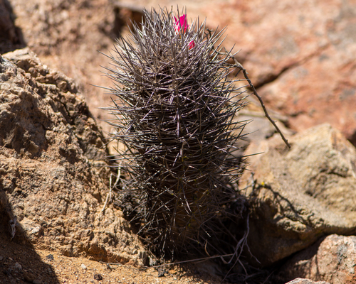 Eriosyce vallenarensis