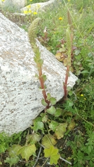 Magnoliopsida
