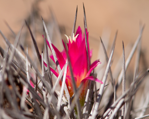 Eriosyce vallenarensis