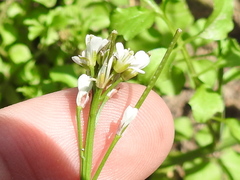 Cardamine hirsuta