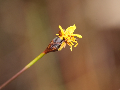 Xyris flexifolia