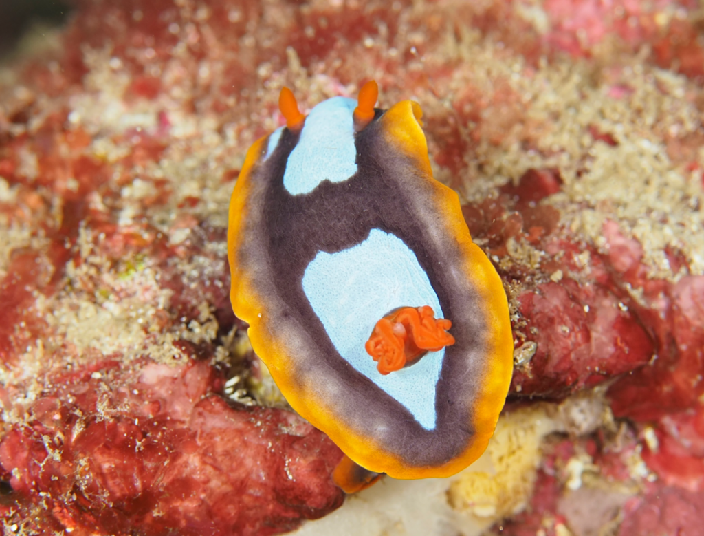 Chromodoris westraliensis from Busselton, WA, Australia on October 22