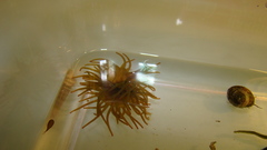 Anemonia viridis