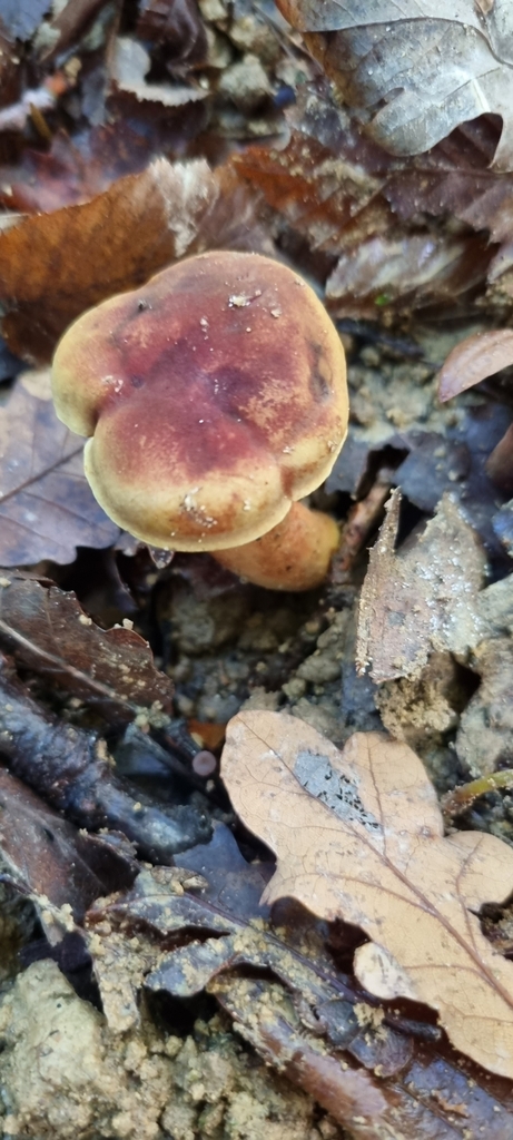 Goldenthread Bolete