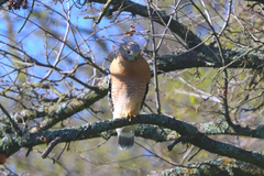 Buteo lineatus