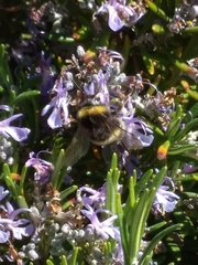 Bombus