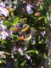 Bombus