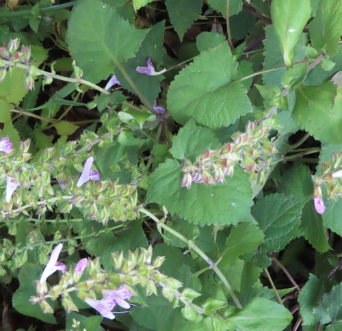 Salvia glabrescens iNat (2)