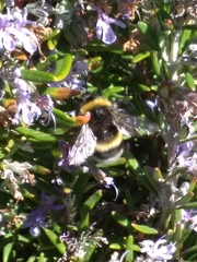 Bombus