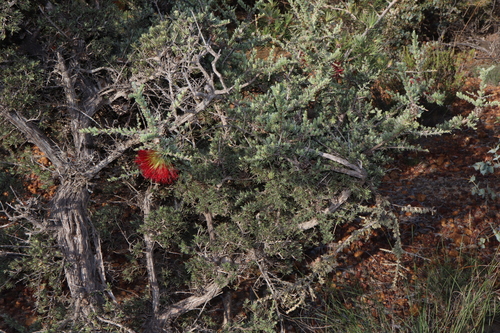 Image of Melaleuca cinerea by (c) Thomas Mesaglio, some rights reserved (CC BY)