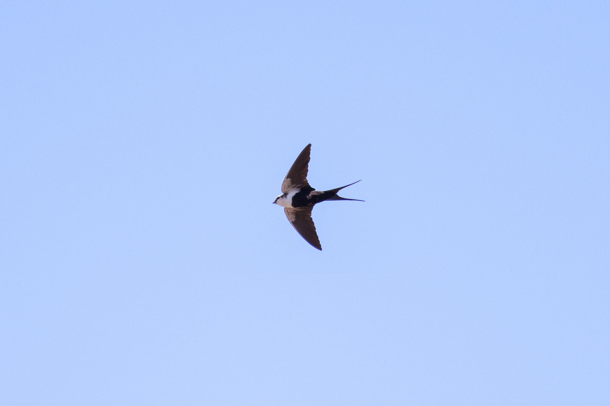 White-backed Swallow (Cheramoeca leucosterna), photo 10