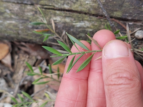 Image of Tetrarrhena distichophylla by (c) Nina Kerr, some rights reserved (CC BY)