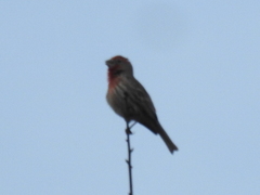 Haemorhous mexicanus